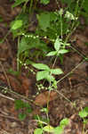 Beaked agrimony